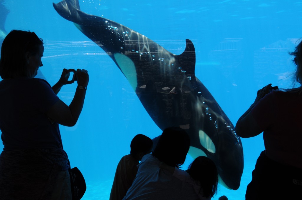 SeaWorld San Diego Makani