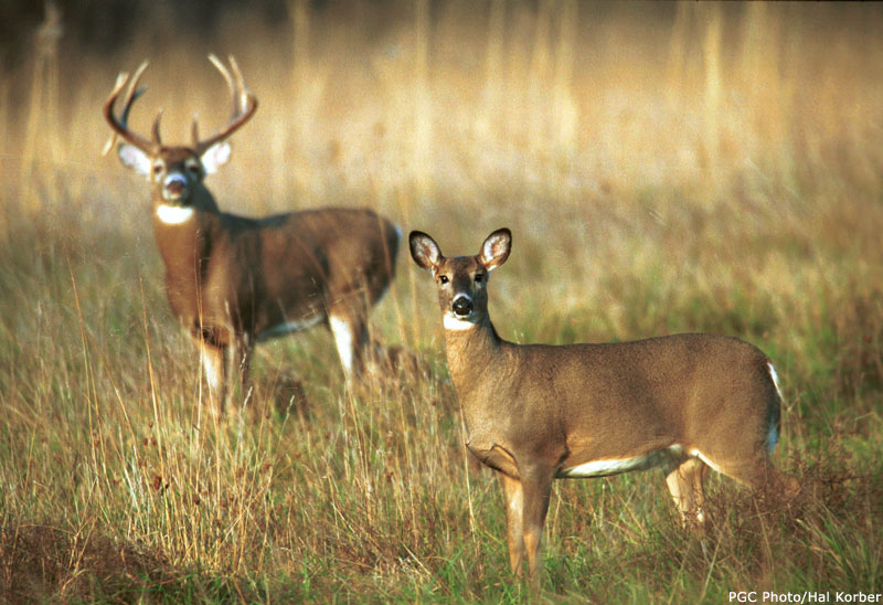 whitetaildeer