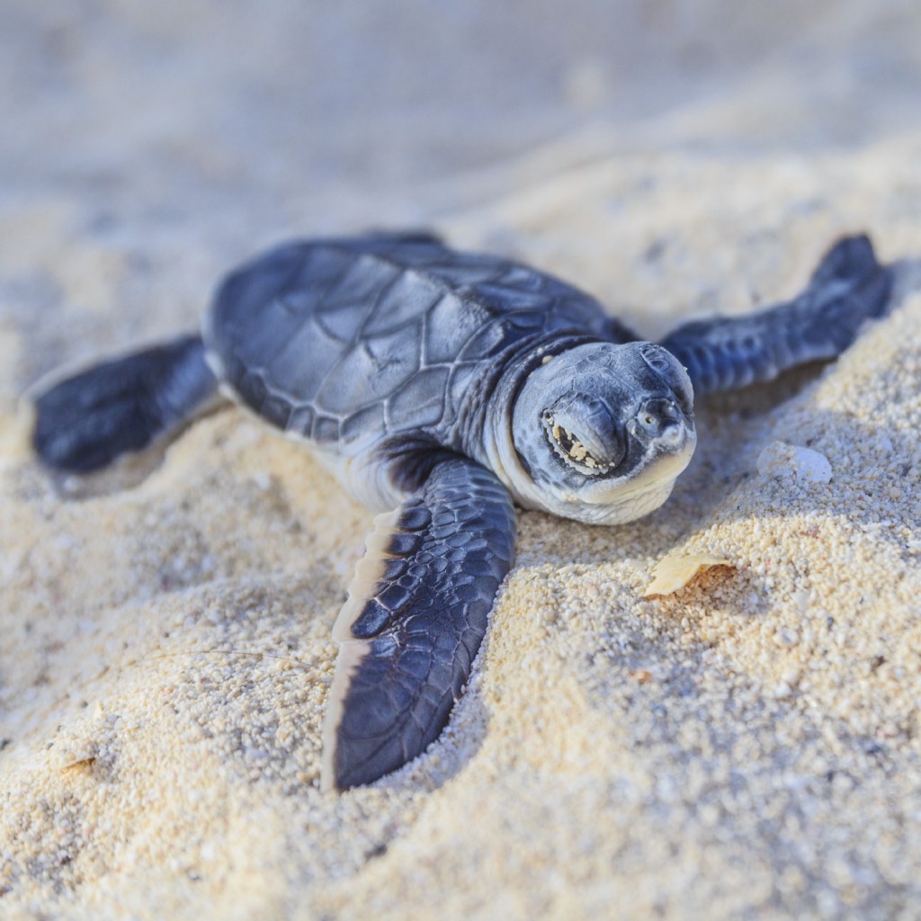 SeaTurtles_2014_FLSpaceCoast (1)