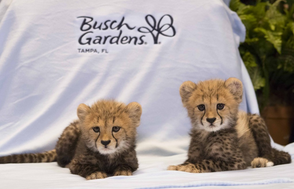 BUSCH_GARDENS_TAMPA_CHEETAH_CUBS__05