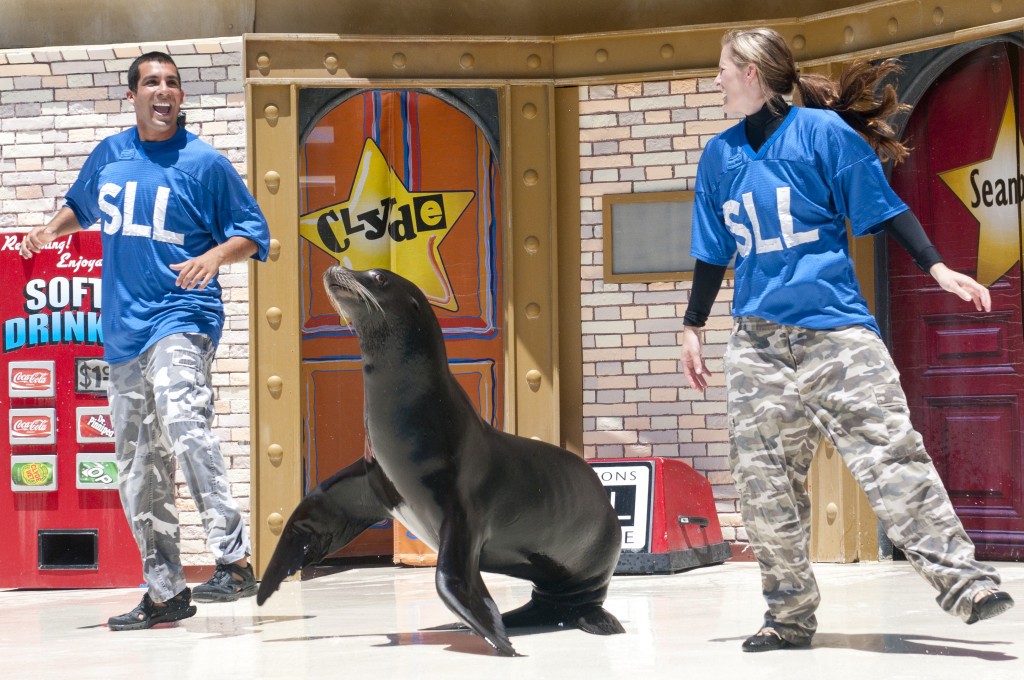 32-Sea-Lions-LIVE-1024x680