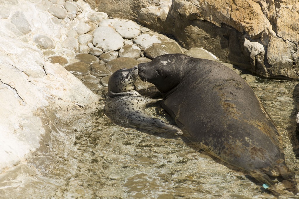 20150330_HarborSealPup_004