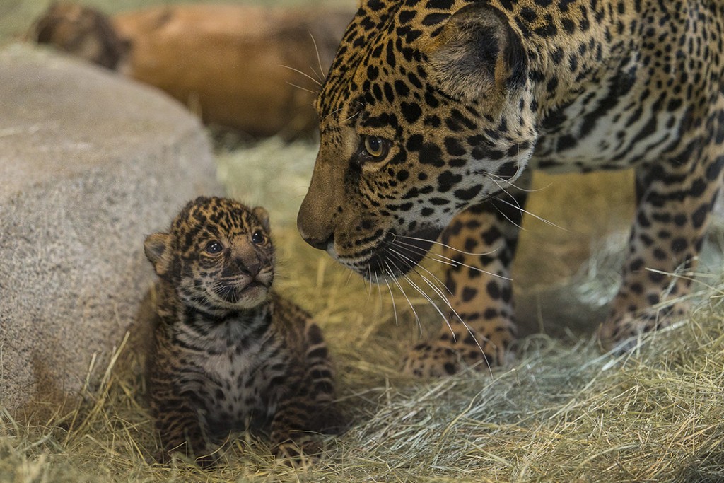 Jaguar Cub at the San Diego Zoo Prepares for Debut During “Play Days”