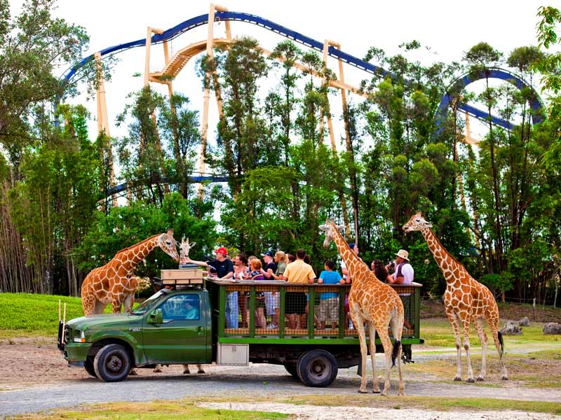 giraffe-feeding