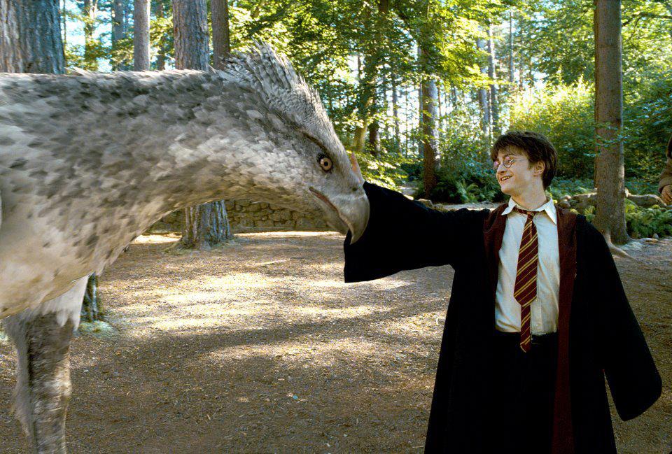 harry-and-hippogriff