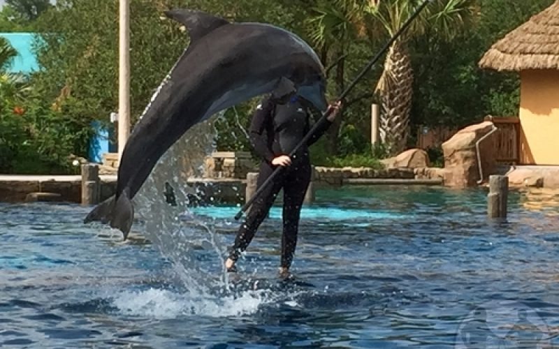 Behind the Thrills | Swim with dolphins at the new Discovery Point at ...