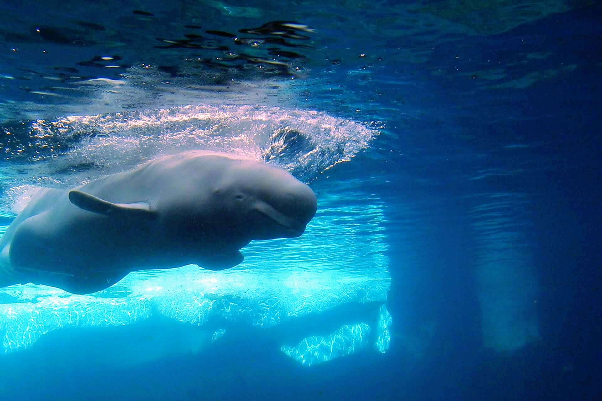 TripAdvisor bans the sale of tickets to SeaWorld