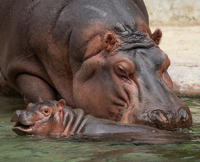 Behind The Thrills San Diego Zoo And San Diego Safari Park Open June th Behind The Thrills