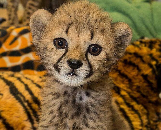 Behind The Thrills | San Diego Zoo and San Diego Safari Park open June ...