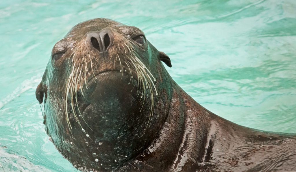 SeaWorld Sea Lion feeding