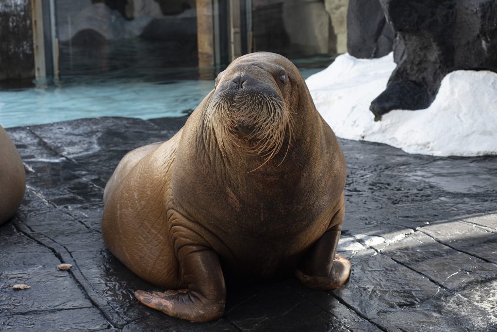 Four newborn sea lions at SeaWorld San Antonio